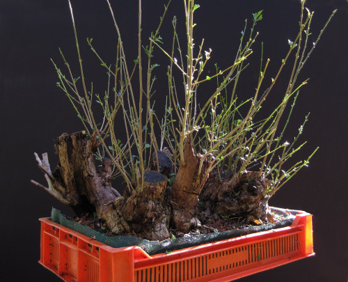 privet bonsai